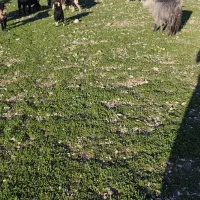 26راس بز وبی جفتی 30تومن