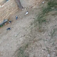 کبوتر ساده مشکی