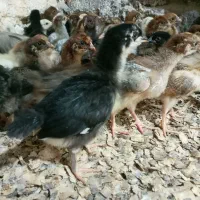 جوجه مرغ گلپایگان ۲۶روزه