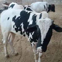گوساله نر کشتاری درجه یک