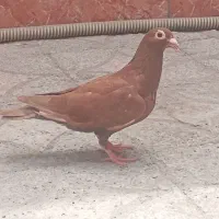 کبوتر سرخ