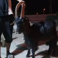 نری بختیاری اصل