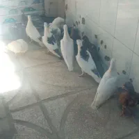 پرنده