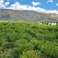 ۲۵۰متر باغ سندقطعی انشعابات فول اقسا ط ۶ماهه جابان