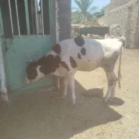 گوساله ماده خارجی