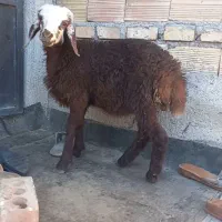 بره ماده