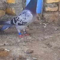 کبوتر المانی
