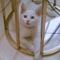 گربه ترکیش وان ۳ تومن