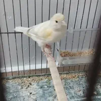 قناری ماده جفتی سهره و گلبسر معاوضه