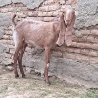 بز کاموری با شنک نر و دو عدد پنجاب هف ماهه