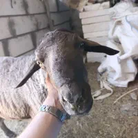 شیشک چاق