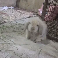 خرگوش لوپ