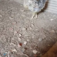 جوجه