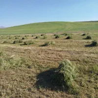 یونجه چین اول 80 درصد یونجه