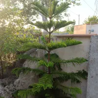 کاج مطبق