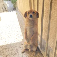 اخمو