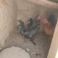 خروس|حیوانات مزرعه|ملکان, |دیوار