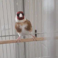 سهره نر جوجه قفس رام رام آماده جفت مست بخون باقفس