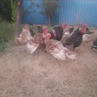 بقلمون نر ماده