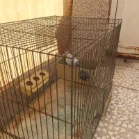 مرغ عشق