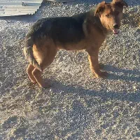 توله ژرمن پوزه دار نر