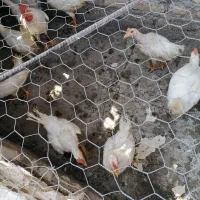 نیمچه فقط و فقط 300