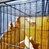 قناری نر ریزه خوان درجه یک