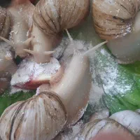 جوانساز پوست حلزون پرورشی