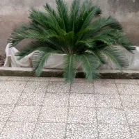فروش سیکاس چندین ساله