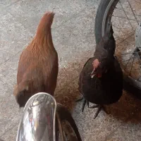 مرغ