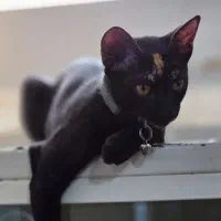 گربه