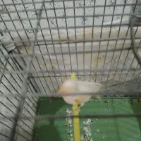 نر مس بخون شب روز میخونه