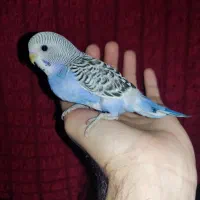 جوجه مرغ عشق آبی رام دونه خور