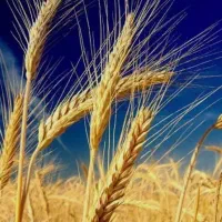 ۲۰ تن گندم زاگرس کیلویی ۴۵