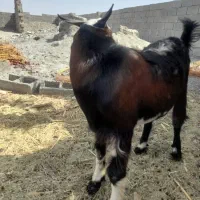 ترش|خوردنی و آشامیدنی|ایرانشهر, |دیوار