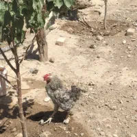 خروس چهل تاج، ۴۰ تاج