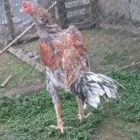 خروس لاری اصیل