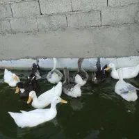 اردک