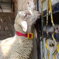 بره نر لاکن اصل اصل