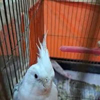 عروس هلندی با قفس
