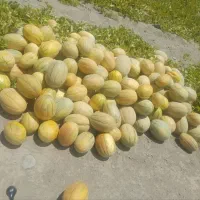 جانا گوسفندی گاوی تازه
