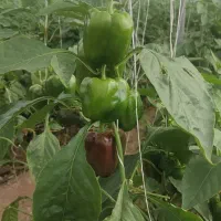 نمایندگی