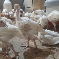 جوجه بوقلمون گوشتی بیوتی 35 روزه