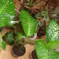 سه عدد  کینگ دیفن (دیفن باخیال) غول پیکر