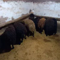 گوسفند نر