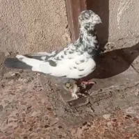 کفتر|پرنده|مشهد, کارمندان دوم|دیوار