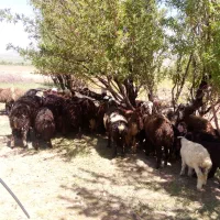 10عددبره نروماده