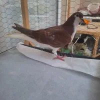 چپ سرخ