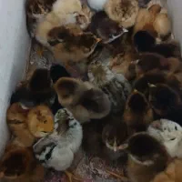 جوجه یک هفته ای