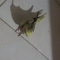 طوطی برزیلی و جوجه عروس هلندی گل باقالی